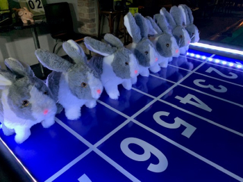 Dostihové závody prasátek nebo králíčků